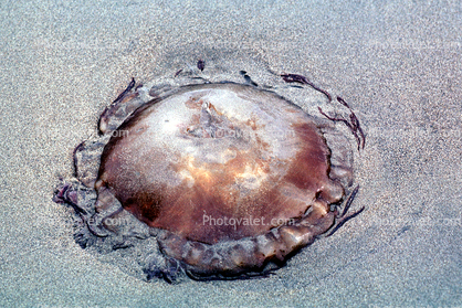 Jellyfish stranded on the beach, Drakes Bay