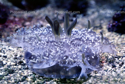 Upside-Down Jelly, (Cassiopea xamachanas), Rhizostomae, Cassiopeidae