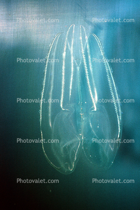 Lobed Comb Jelly, (Bolinopsis infundibulum), Tentaculata, Lobata, Ctenophore
