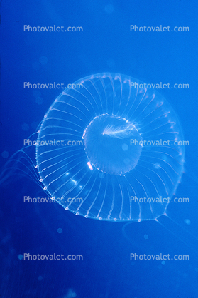 Crystal Jelly, (Aequorea victoria), Hydrozoa, Leptomedusae, Aequoreidae