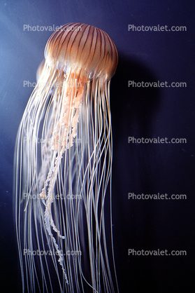 Sea Nettle (Chrysaora fuscescens), Semaeostomeae, Pelagiidae