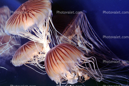 Sea Nettle (Chrysaora fuscescens), Semaeostomeae, Pelagiidae