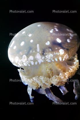 Spotted Jelly, (Mastigias papua), Rhizostomeae, Mastigiidae