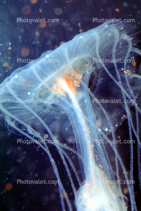 Lions Mane Jelly, Cyanea capillata, Semaeostomeae, Cyaneidae