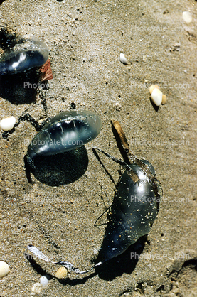 beached jellyfish, sand