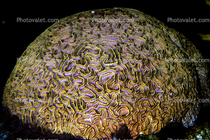 Brain Coral, Living Rock