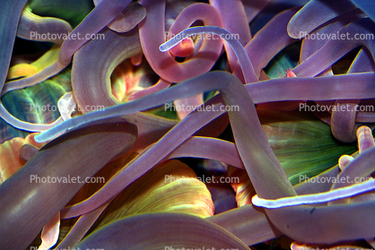 anemone tentacles, crossroads of tangle