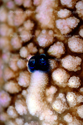 Coral, Tidepool, along the shores of Isle of Pines