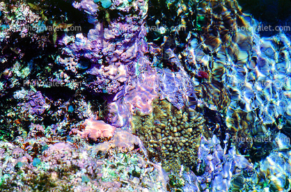 Coral, Tidepool, along the shores of Isle of Pines