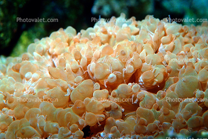 Thick Lip Coral