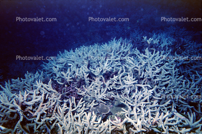 dead coral, bleached, global warming, climate change