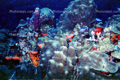 Coral, St Kitts, Carribeance