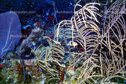 Hamlet Fish and Fire Coral - Class Hydrozoa, St Kitts, Carribean