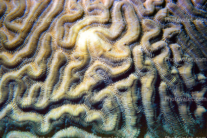 Brain Coral, St Kitts, Carribean