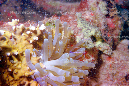 Shrimp, Coral, Anemone