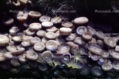 Soft Corals, Gorgonians