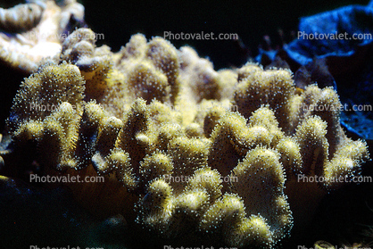 Leather (Soft) Coral, (Sarcophyton trocheliophorum), Soft Corals, Gorgonians