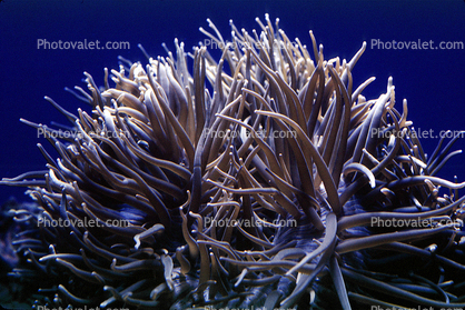 Leathery Sea Anemone, (Heteractis crispa)