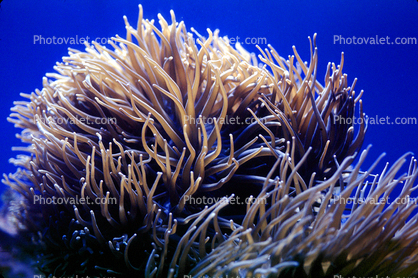 Leathery Sea Anemone (Heteractis crispa)