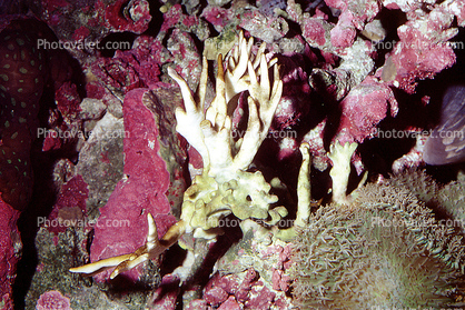 Finger Coral, (Porites cylindrica)