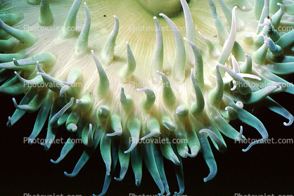 Giant Green Anemone (Anthopleyra  xanihogrammica)