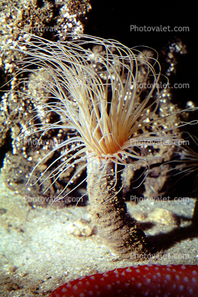 Burrowing Anemone, (Pachycerianthus fimbriatus), tentacles