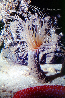 Burrowing Anemone, (Pachycerianthus fimbriatus), tentacles