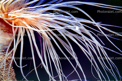 Burrowing Anemone, (Pachycerianthus fimbriatus), tentacles