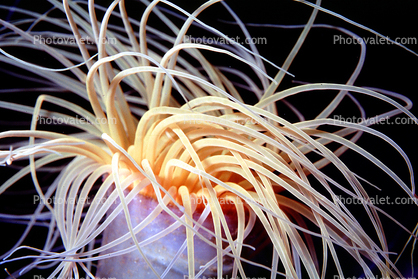 Burrowing Anemone, (Pachycerianthus fimbriatus), tentacles
