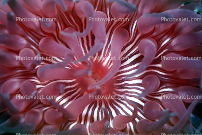 Strawberry Anemone, (Corynactis californica), Cnidaria, Anthozoa, Hexacorallia, Corallimorpharia