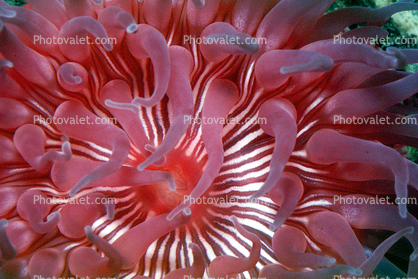 Strawberry Anemone, (Corynactis californica), Cnidaria, Anthozoa, Hexacorallia, Corallimorpharia