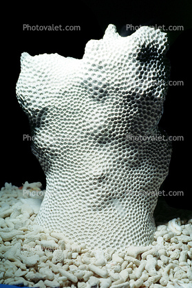 Skeleton of a Star Coral Colony, (Montastraea cavernosa)