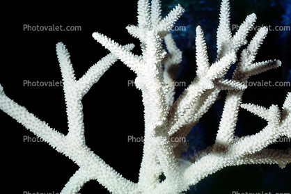 Skeleton of an Antler Coral Colony, (Pocillopora eydouxi)