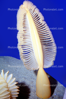 Sea Pen (Ptilosarcus gurneyi)