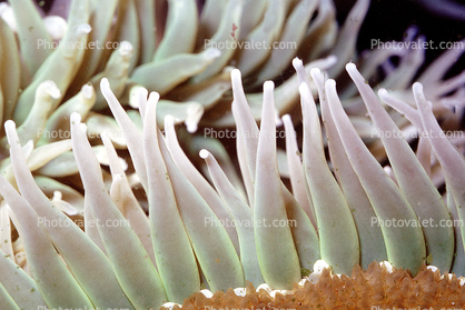 Giant Green Anemone (Anthopleyra  xanihogrammica)