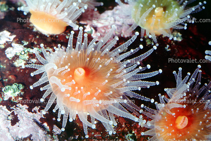 Strawberry Anemone, (Corynactis californica), Cnidaria, Anthozoa, Hexacorallia, Corallimorpharia