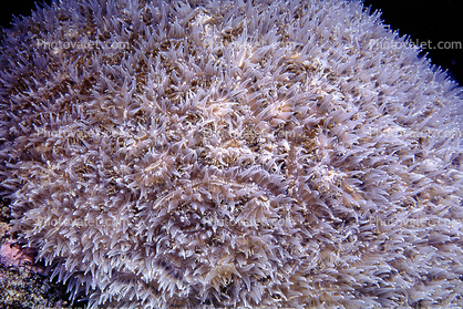 Coral at Night