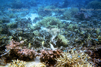Finger Coral, Coral Reef, Solomon Islands