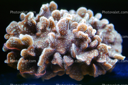 Cactus Coral, (Pavona decussata)