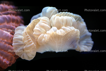 Fox Coral, (Nemenzophyllia turbida)