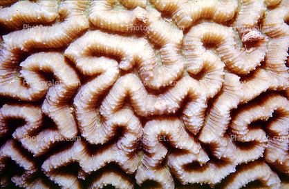Brain Coral, Red Sea