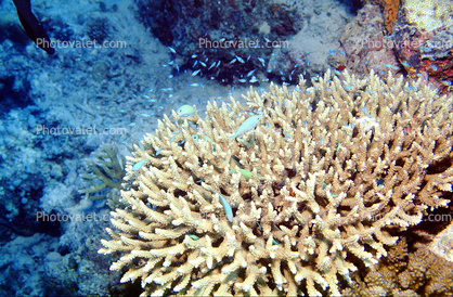 Staghorn Coral, Red Sea