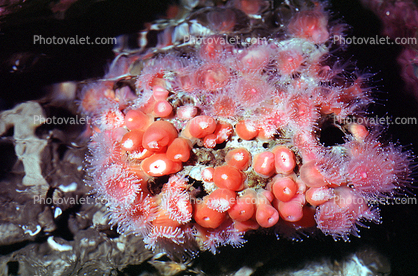 Strawberry Anemone, (Corynactis californica), Cnidaria, Anthozoa, Hexacorallia, Corallimorpharia