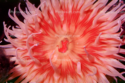 Fish-eating anemone, (Tealia piscivora)