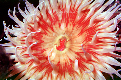 Fish-eating anemone (Tealia piscivora), center