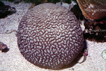 Brain Coral, Living Rock