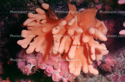 California hydrocoral, (Allopora californica), white-tipped, branching hydrocoral, Hydrozoa, Anthoathecata, Stylasteridae