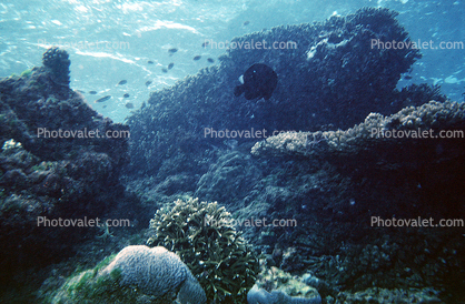 barrier reef, coral reef, Queensland, Australia