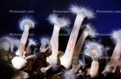 Plumose Anemone, Frilled Anemone, (Metridium farcimen), Actiniaria, Metridiidae