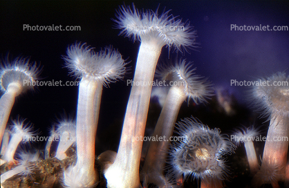 Plumose Anemone, Frilled Anemone, (Metridium farcimen), Actiniaria, Metridiidae